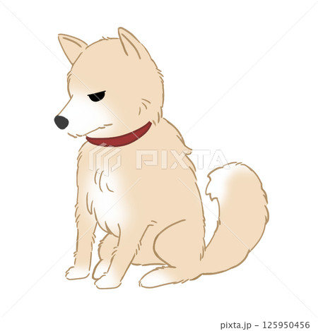 怒っている柴犬 125950456