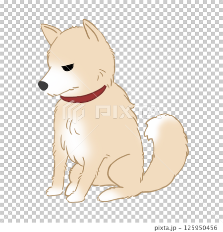 怒っている柴犬 125950456