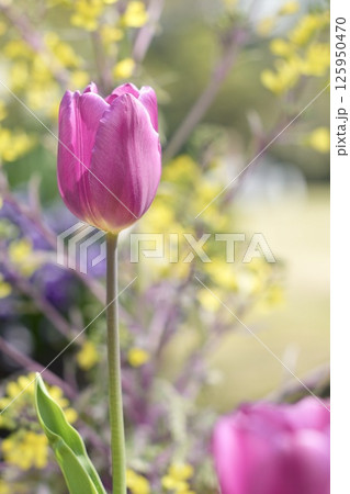 春の花壇に咲くピンク色のチューリップの花 カラフル 春の花壇に咲くピンク色のチューリップの花 カラフル 125950470