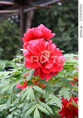 ボタン「殷富門」Peony 125950503