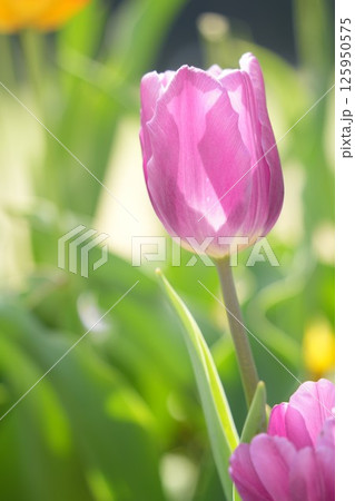 春の花壇に咲くキラキラと輝くピンクのチューリップの花　 125950575