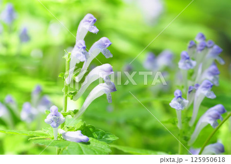 タツナミソウの花 タツナミソウの花 125950618