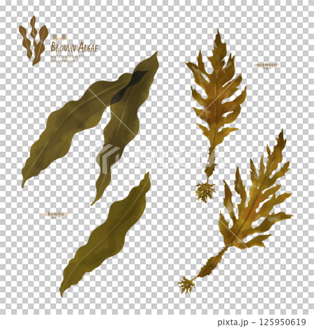 Watercolor illustration of kelp and wakame seaweed 125950619