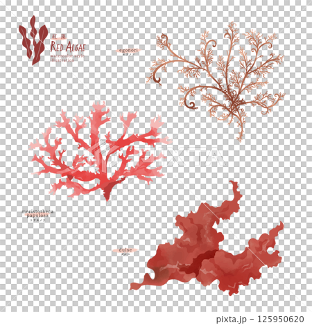 Watercolor illustration of red algae (Tosakanori, Dulse, Egonori) Watercolor illustration of red algae (Tosakanori, Dulse, Egonori) 125950620
