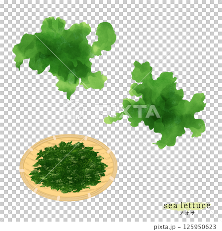 Watercolor illustration of sea lettuce 125950623