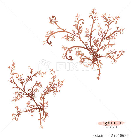 エゴノリの水彩イラスト 125950625