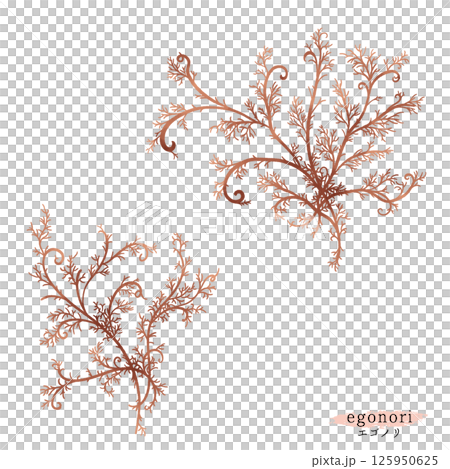 エゴノリの水彩イラスト 125950625