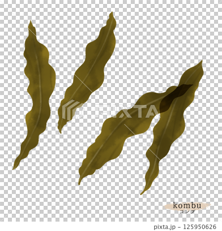 昆布の水彩イラスト 昆布の水彩イラスト 125950626