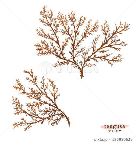 テングサの水彩イラスト 125950629