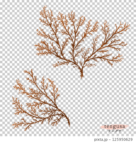 テングサの水彩イラスト 125950629