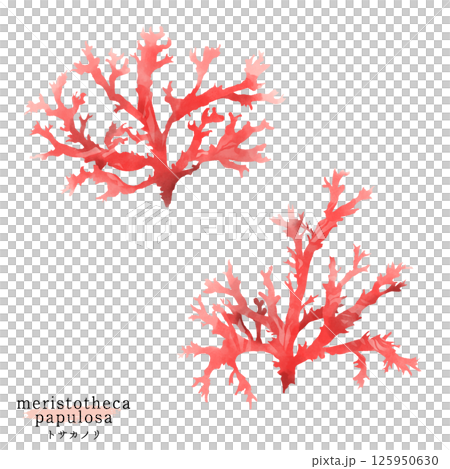 Watercolor illustration of a tosakanori 125950630