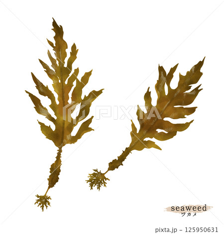 ワカメの水彩イラスト ワカメの水彩イラスト 125950631