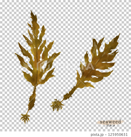 Watercolor illustration of wakame seaweed 125950631