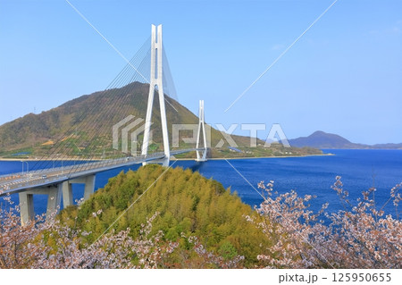 【広島県】桜咲く春の多々羅展望台から見た（多々羅大橋） 125950655