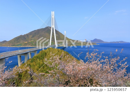 【広島県】桜咲く春の多々羅展望台から見た（多々羅大橋） 125950657