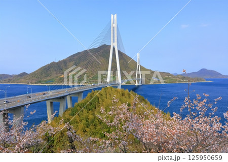 【広島県】桜咲く春の多々羅展望台から見た（多々羅大橋） 125950659