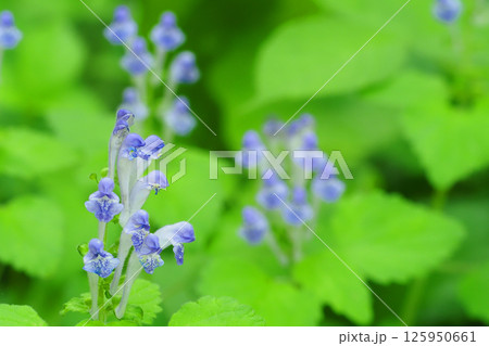 タツナミソウの花 タツナミソウの花 125950661