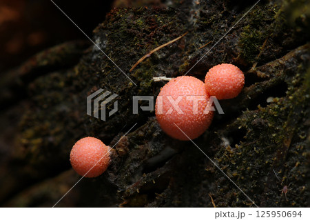 かわいらしいピーチピンクイボイボ色の小さなマメホコリ属茸の変形体（自然環境下ストロボマクロ撮影） 125950694