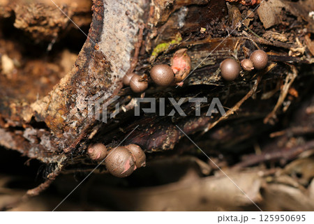 茶褐色～暗褐色に色変、着合子嚢体をつくる小さなマメホコリ属茸（自然環境下ストロボマクロ撮影） 125950695
