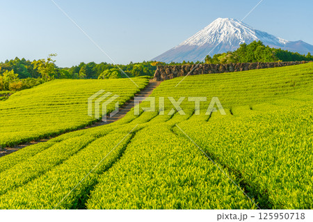 富士山と今宮の茶畑 125950718