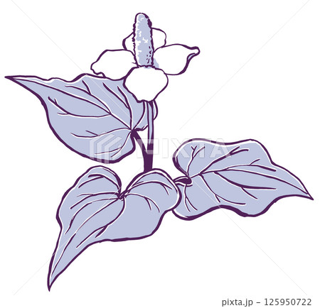三枚の葉を広げた一輪のドクダミの花 筆描き・2色塗り 三枚の葉を広げた一輪のドクダミの花 筆描き・2色塗り 125950722