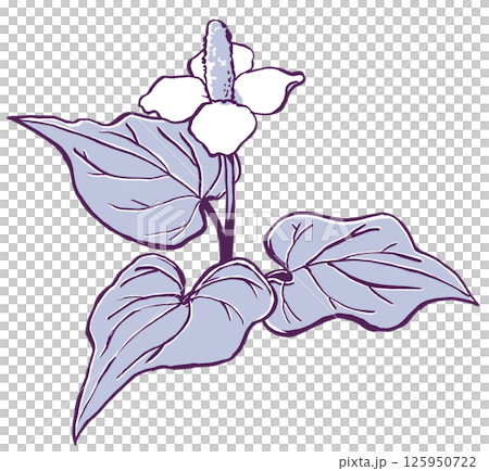 三枚の葉を広げた一輪のドクダミの花 筆描き・2色塗り 三枚の葉を広げた一輪のドクダミの花 筆描き・2色塗り 125950722