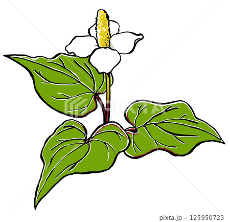 三枚の葉を広げた一輪のドクダミの花 筆描き・マット塗り 三枚の葉を広げた一輪のドクダミの花 筆描き・マット塗り 125950723