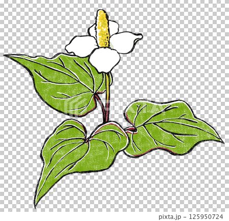 A single Houttuynia cordata flower with three leaves spread out in woodblock print style A single Houttuynia cordata flower with three leaves spread out in woodblock print style 125950724