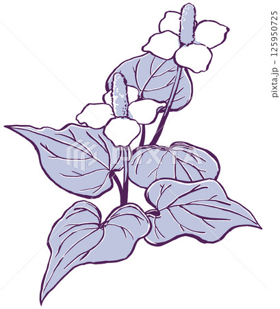 五枚の葉を広げた二輪のドクダミの花　筆描き・2色塗り 125950725