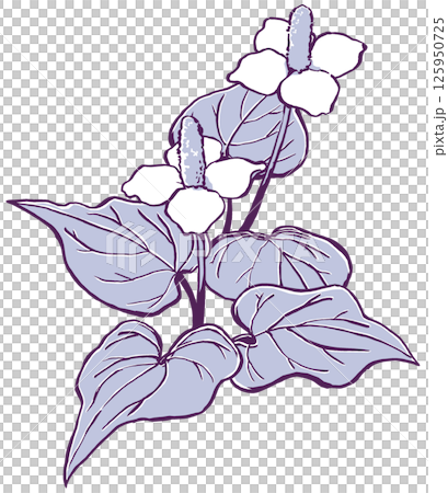 五枚の葉を広げた二輪のドクダミの花　筆描き・2色塗り 125950725