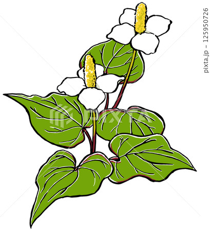 五枚の葉を広げた二輪のドクダミの花　筆描き・マット塗り 125950726