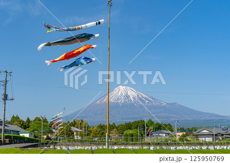 富士山と茶畑と鯉のぼり 125950769