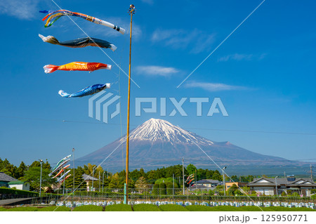 富士山と茶畑と鯉のぼり 125950771