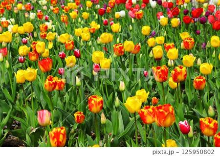 森と水とチューリップフェスティバル　雪谷川ダムフォリストパーク　《岩手県》 125950802