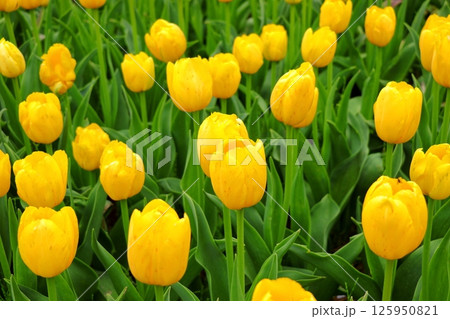 森と水とチューリップフェスティバル　雪谷川ダムフォリストパーク　《岩手県》 125950821