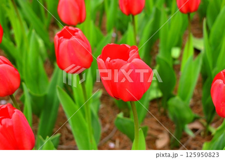 森と水とチューリップフェスティバル　雪谷川ダムフォリストパーク　《岩手県》 125950823