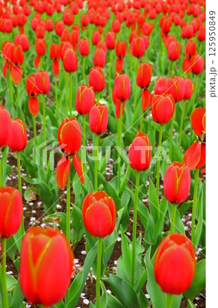 森と水とチューリップフェスティバル　雪谷川ダムフォリストパーク　《岩手県》 125950849