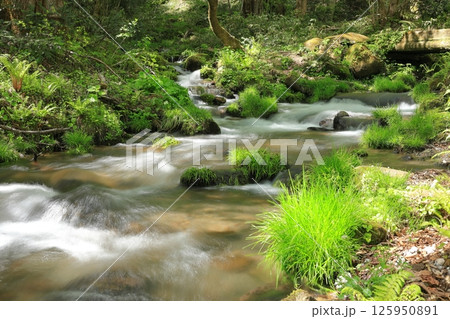 新緑の木谷沢渓流　3 125950891