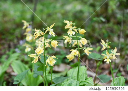 キエビネ キエビネ 125950893