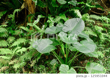 やんばるの森(沖縄県・国頭村) やんばるの森(沖縄県・国頭村) 125951044