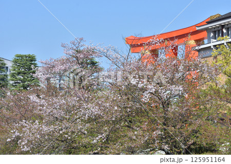 桜と鳥居 125951164