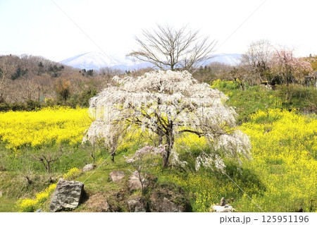 菜の花としだれ桜 菜の花としだれ桜 125951196
