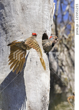 Northern flicker family close to their nest in the forest Northern flicker family close to their nest in the forest 125951255