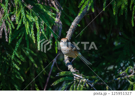 巣の材料の枯れ草をくわえるモズ 125951327