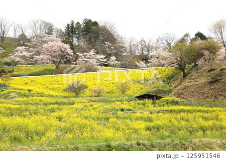 菜の花と桜 125951546