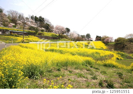 菜の花と桜 菜の花と桜 125951551