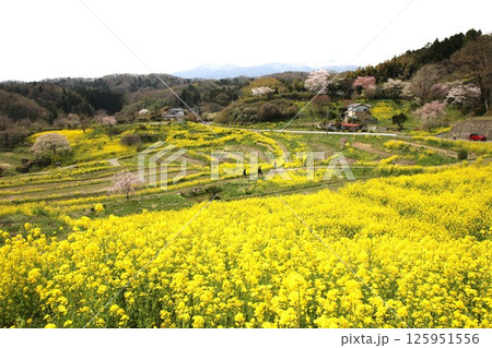 菜の花と桜 菜の花と桜 125951556