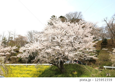 菜の花と桜 菜の花と桜 125951559