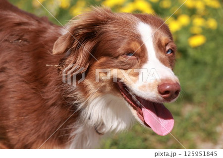 A brown and white dog with a pink tongue is smiling and looking at the camera 125951845