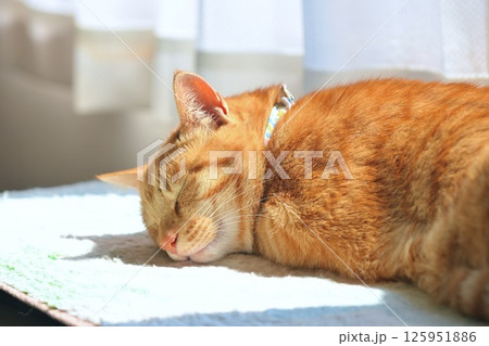 日向ぼっこで眠いネコさん。眠り猫。 日向ぼっこで眠いネコさん。眠り猫。 125951886